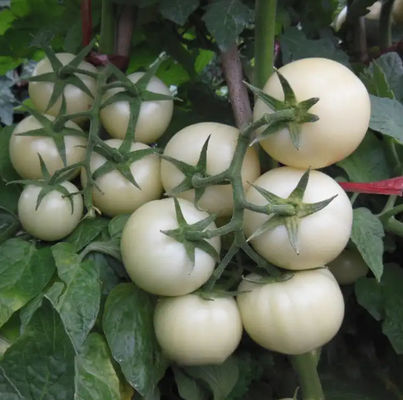 Natural Food Grade Solanum Lycopersicum White Tomato Extract Powder 10:1 20:1